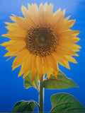 Mini Poster Sunflower Sunflower