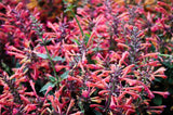 30 RED AGASTACHE 'HEATHER QUEEN' Hummingbrid Mint Hyssop Flower Herb Seeds Flowering Plants