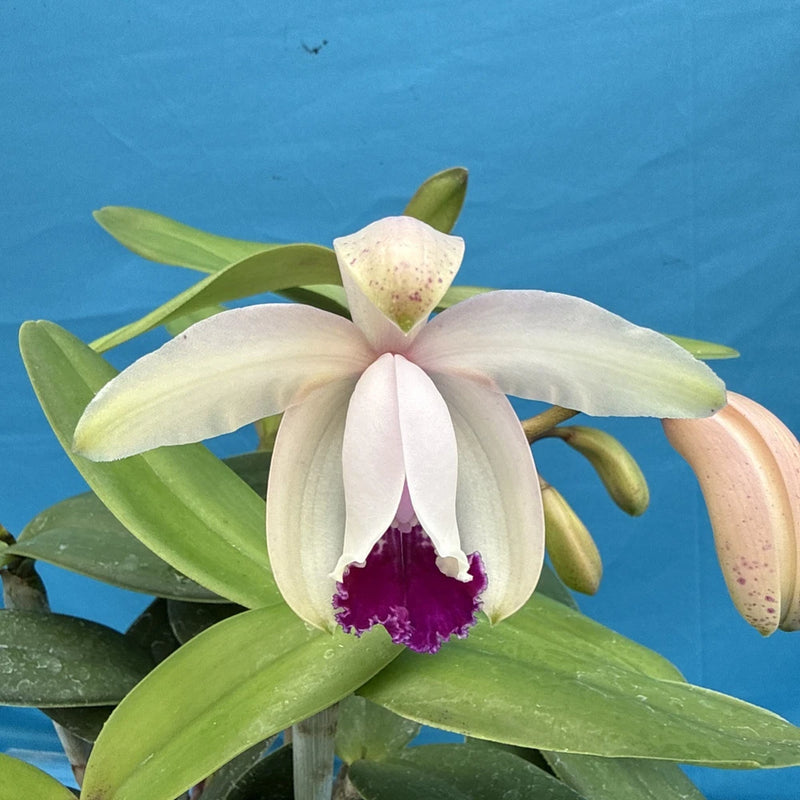 Potted white orchid with purple center and green leaves