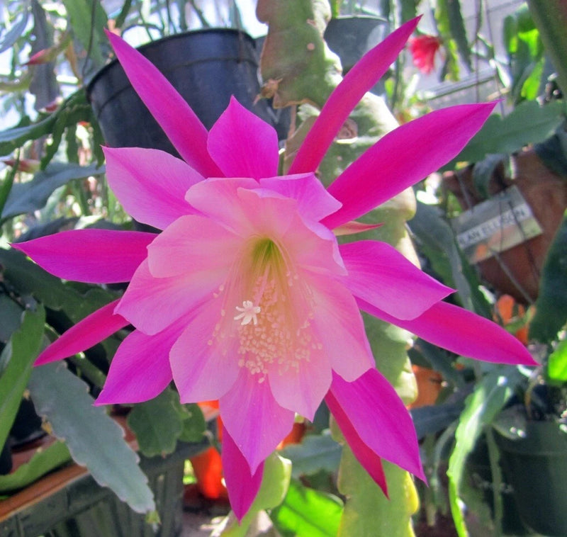 Pink orchid cactus flower with green fleshy pads in a dark pot