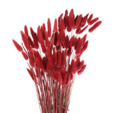 120pcs Natural Bunny Tails Dried Flowers 24" Mini Pampas Grass, Red Pampas Grass