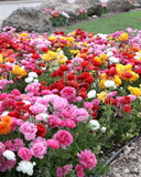__ 100 Mixed Ranunculus Seeds Ð Double Bloom Buttercups | Vibrant Spring Flowers Ranunculus