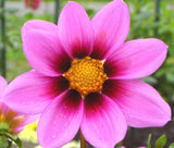 COSMOS SONATA PINK BLUSH DWARF Cosmos Bipinnatus - 1,000  Bulk Seeds Flowering Plants