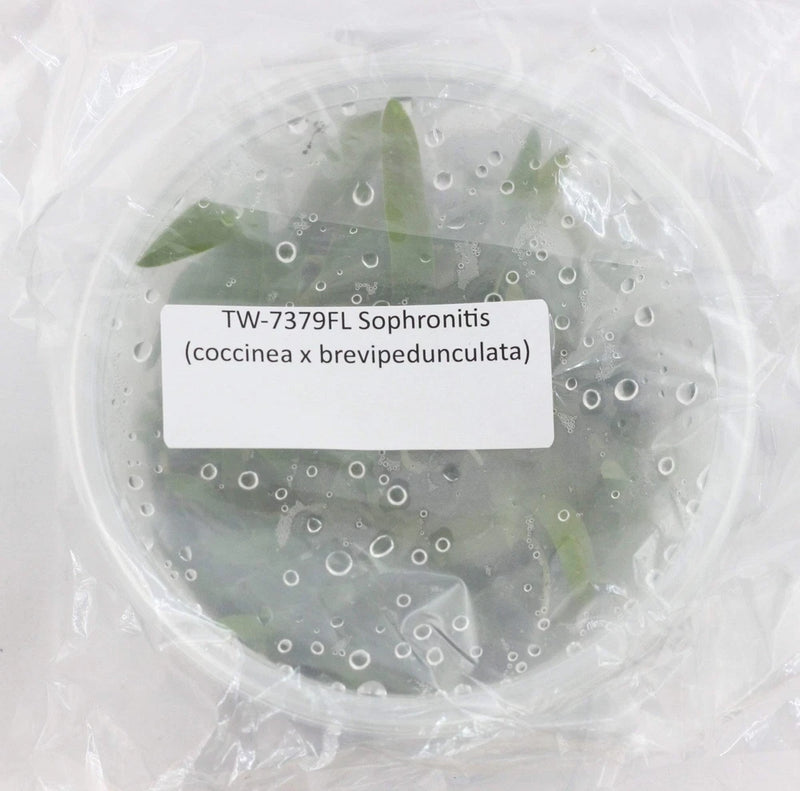 Green orchid plantlets in clear tissue culture flask with TW-7379FL label