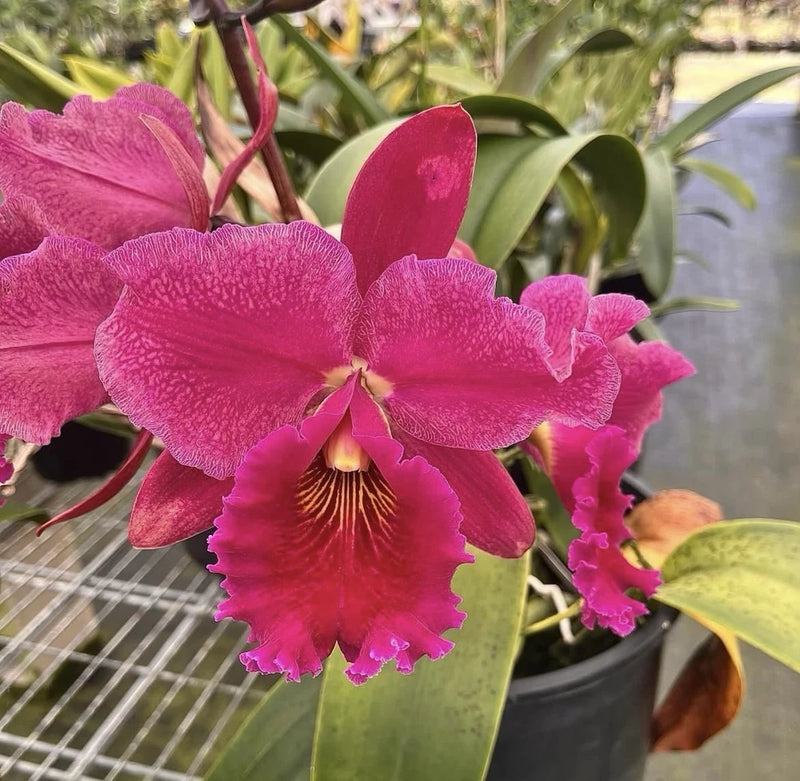 Magenta orchid blossoms in a green pot, with long green leaves