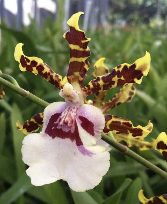 Odcdm. Wild Willie 'Bingo' Bloom size Orchids