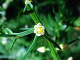 12 KOREAN ASPARAGUS FERN SEEDS - Asparagus schoberioides Garden Plants