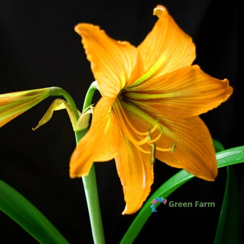 1 Bulb Amaryllis Yellow Hippeastrum Flowers Barbados Lily Balcony Home Garden Lily