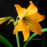 1 Bulb Amaryllis Yellow Hippeastrum Flowers Barbados Lily Balcony Home Garden Lily