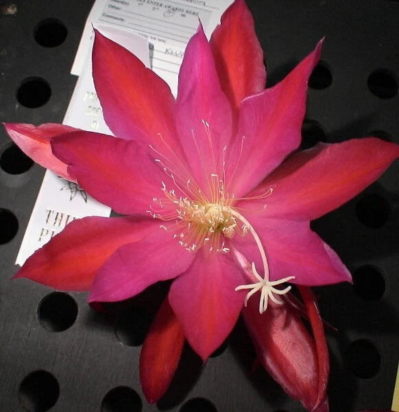 Orchid cactus flower with large pink-red star petals and long pale stamens