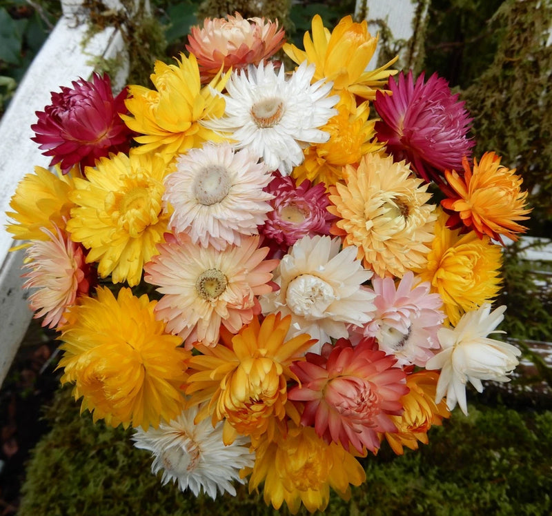 Dried straw flower bouquet with wired stems, mixed yellow, cream, pink, red and purple blooms