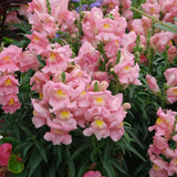 Appleblossom Snapdragon Seeds | Heirloom / Non-GMO | Free Shipping | 1202 Flowering Plants