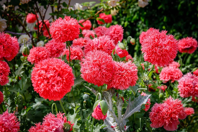100 Giant Double RED PEONY POPPY Papaver Peoniflorum Flower Seeds Peony