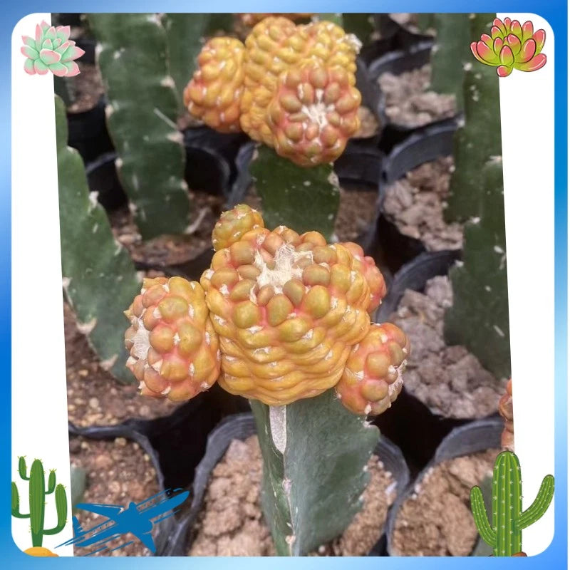 Orange and yellow topped succulent cactus plant with thick green pads