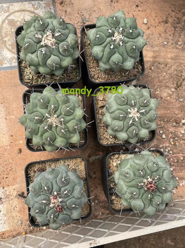 Square nursery pots of round, blue-green Thelocactus succulents with spines