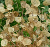 MONEY PLANT SEEDS 50+ Lunaria Biennis  BIENNIAL flower GARDEN FREE SHIPPING Garden Plants