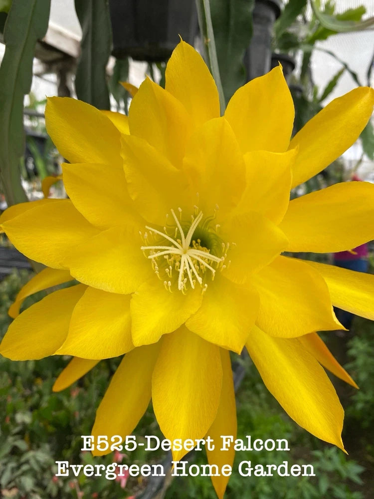 Yellow orchid cactus flower with long pointed petals