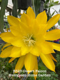Yellow orchid cactus flower with long pointed petals