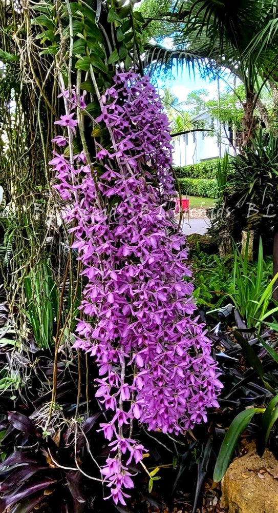 Purple fragrant orchid cluster in pot with long arching blooms