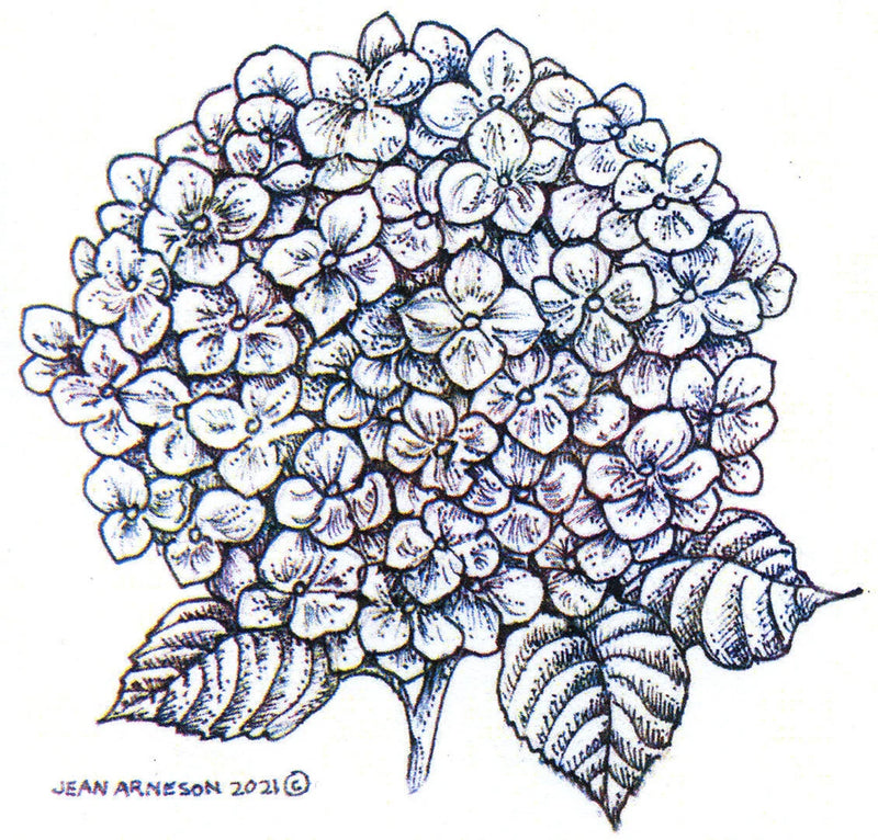 Hydrangea Blossom NORTHWOODS Wood Mounted Rubber Stamp NEW PP10896 Hydrangea