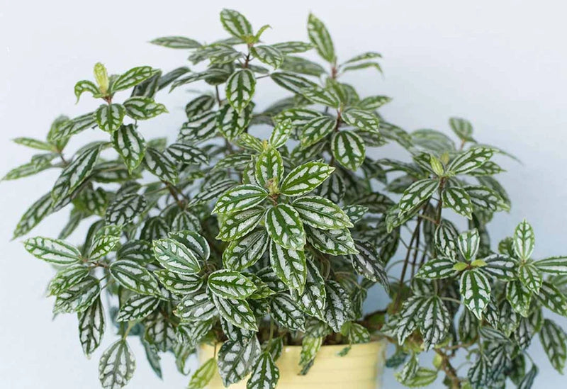Aluminum Plant gardening live plant X 1 Garden Plants