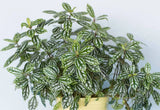 Aluminum Plant gardening live plant X 1 Garden Plants
