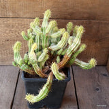 D5323 EUPHORBIA ENOPLA VARIEGATED pot15-H23-W27 cm MaMa Cactus Green Plant