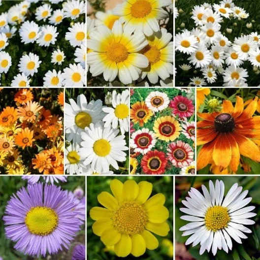 Daisy Wildflower Seed Mix, 10 Daisy Species, Variety Packet Sizes, FREE SHIPPING Daisies