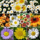 Daisy Wildflower Seed Mix, 10 Daisy Species, Variety Packet Sizes, FREE SHIPPING Daisies