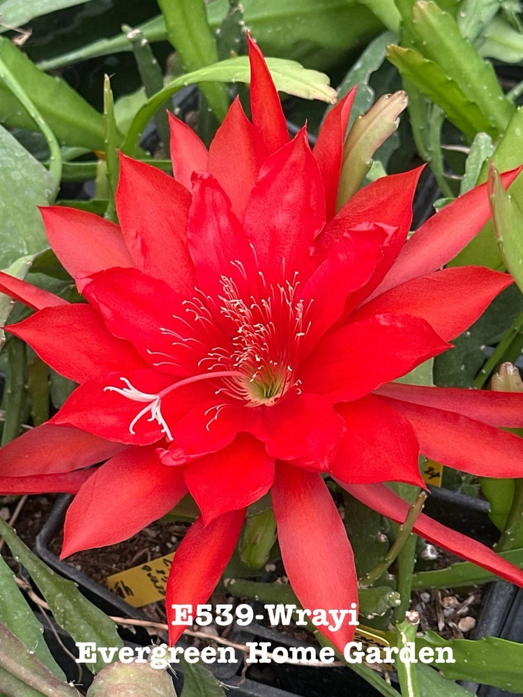 Red epiphyllum orchid cactus bloom in small starter pot with green stems
