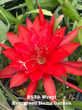 Rooted Epiphyllum Orchid Cactus ÒWrayiÓGrowing In 4Ó Starter Pot. Orchids