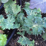 White Russian Kale Seeds Ð Heirloom Non-GMO, Cold Hardy Leafy Green for Garden Garden Plants
