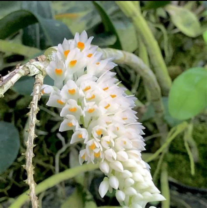 White orchid flower cluster on tall stem with small orange-yellow centers