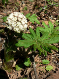 100 ARCTIC SWEET COLTSFOOT Petasites Frigidus Sun Shade Moist White Pink Flower Flowering Plants
