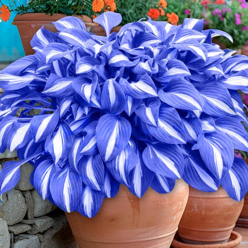 100Pcs Hosta Seeds Perennial Blue Hosta Seeds for Planting Outdoor Garden Flowering Plants