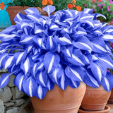 100Pcs Hosta Seeds Perennial Blue Hosta Seeds for Planting Outdoor Garden Flowering Plants
