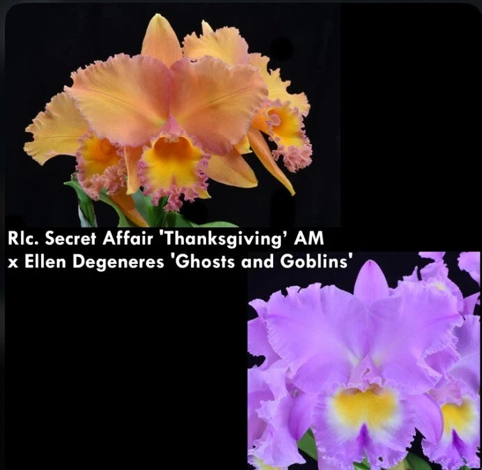 Potted orchid plant with orange and purple ruffled blooms