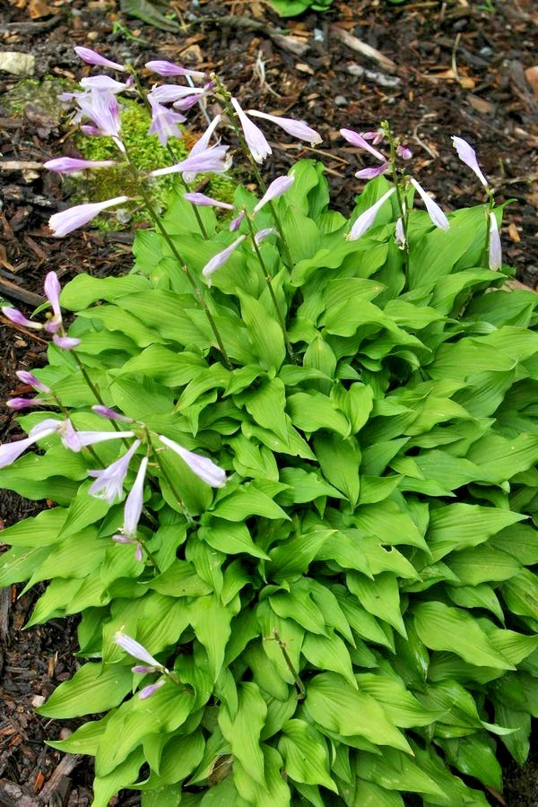 20 THE TWISTER HOSTA SEEDS Garden Plants