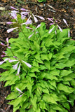 20 THE TWISTER HOSTA SEEDS Garden Plants