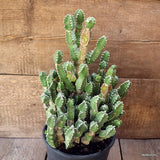 D4496 EUPHORBIA MAKALLENSIS pot20-H34-W26 cm MaMa Cactus Green Plant