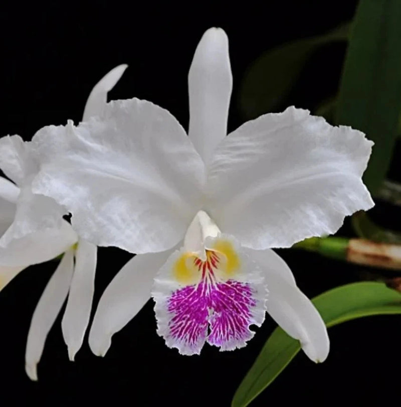 White orchid blossom with magenta-fuchsia striped lip and yellow center