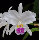 C. lueddemanniana v. semi-alba 'Eli Musica' x 'Mama Polita' AM/SVCN Orchids