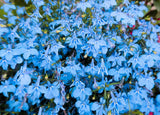 200 SKY BLUE LOBELIA Regatta Lobelia Erinus Flower Seeds Flowering Plants