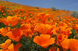 Bulk California Poppy Seeds Eschscholzia californica Stunning Orange Wildflower Flowering Plants