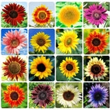 Bulk Sunflower Seeds for Planting - Heirloom NonGmo Flower Seeds for Home Garden Sunflower
