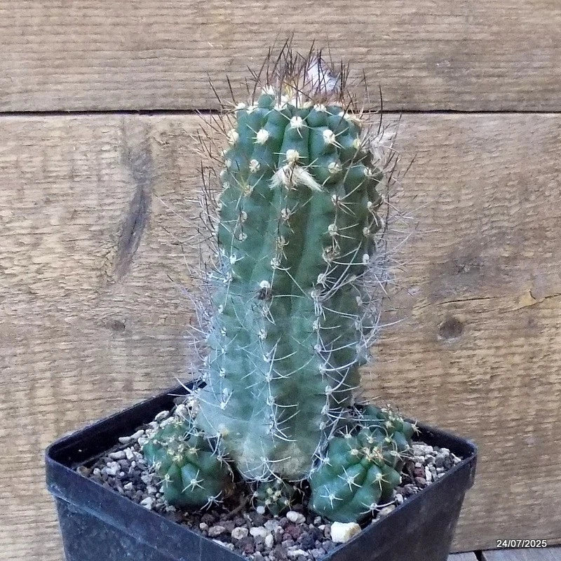 D5469 SUBMATUCANA PAUCICOSTATA pot12-H17-W10 cm MaMa Cactus Green Plant