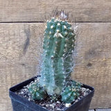 D5469 SUBMATUCANA PAUCICOSTATA pot12-H17-W10 cm MaMa Cactus Green Plant