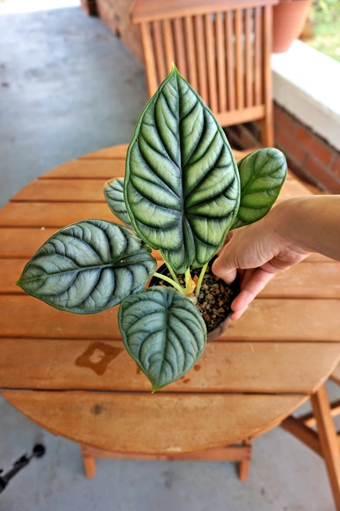 Alocasia Silver Dragon plant with dark green leaves and silvery vein pattern