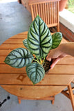 Alocasia ÒSilver Dragon;Ó 4Ó plant; Bare-Root Shipping Orchids