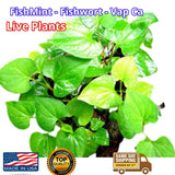 Organic Houttuynia Cordata Dokudami Fish Mint Diep Ca Rau Vap Ca 10x live plants Orchids